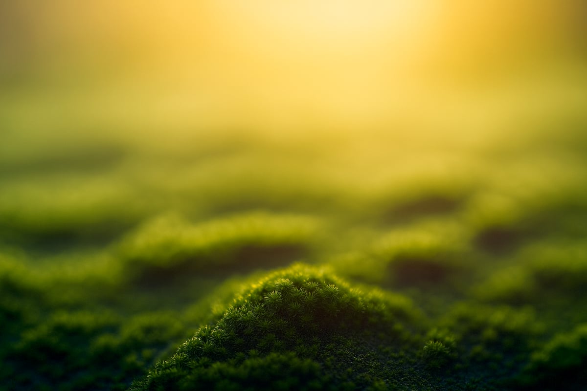 Muutosjohtaminen juurruttaa tekoälyn organisaatioon