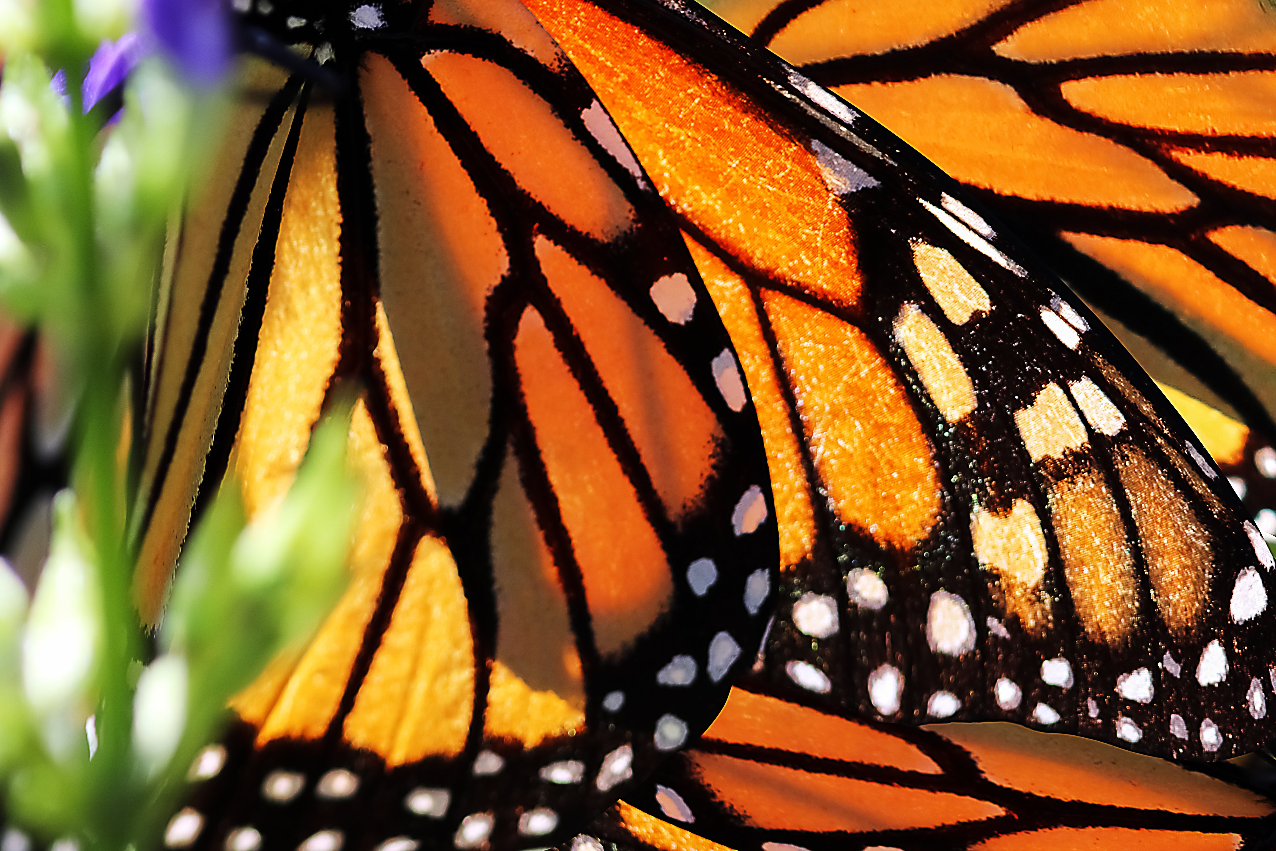 Butterfly closeup