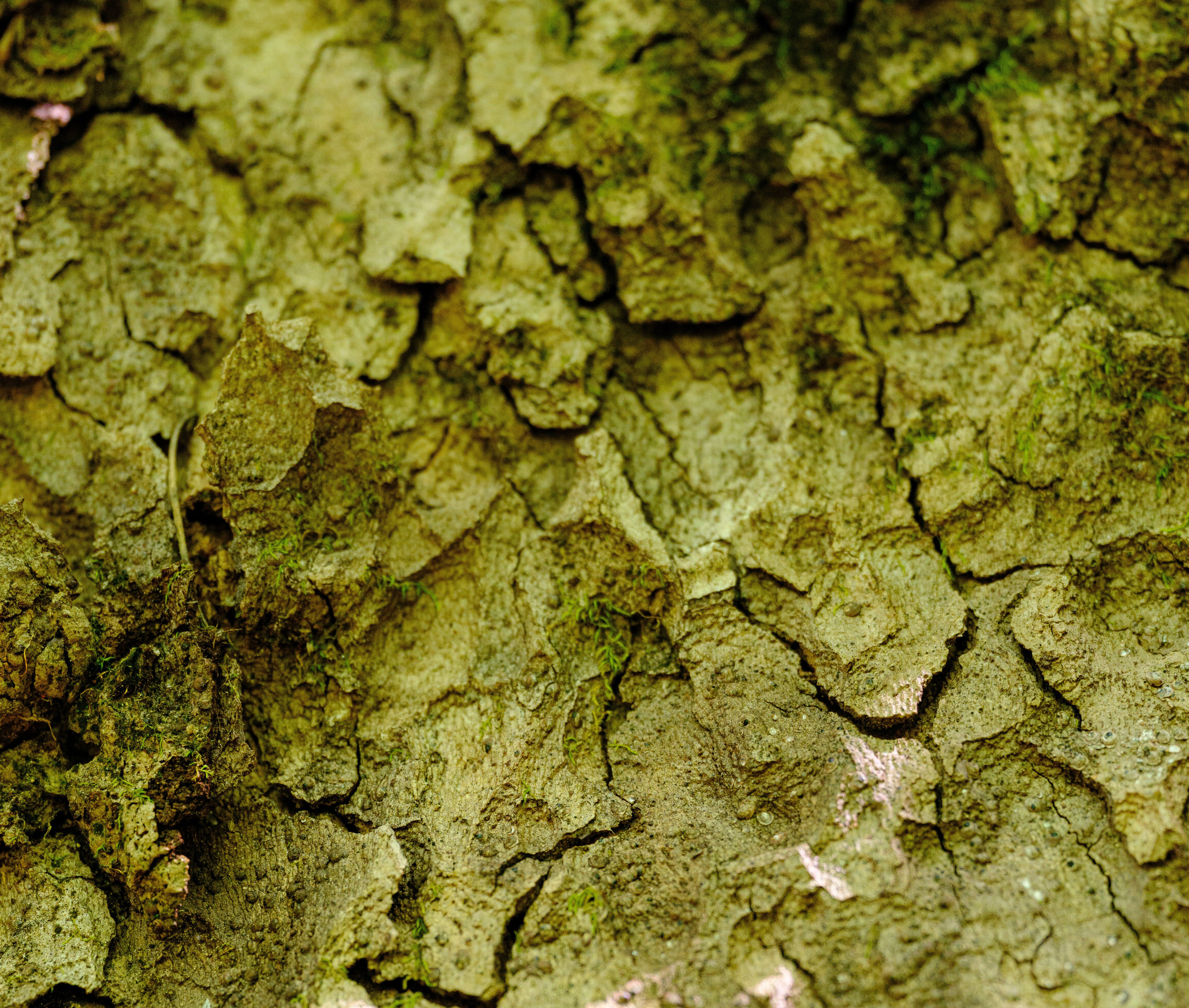 Green background-1