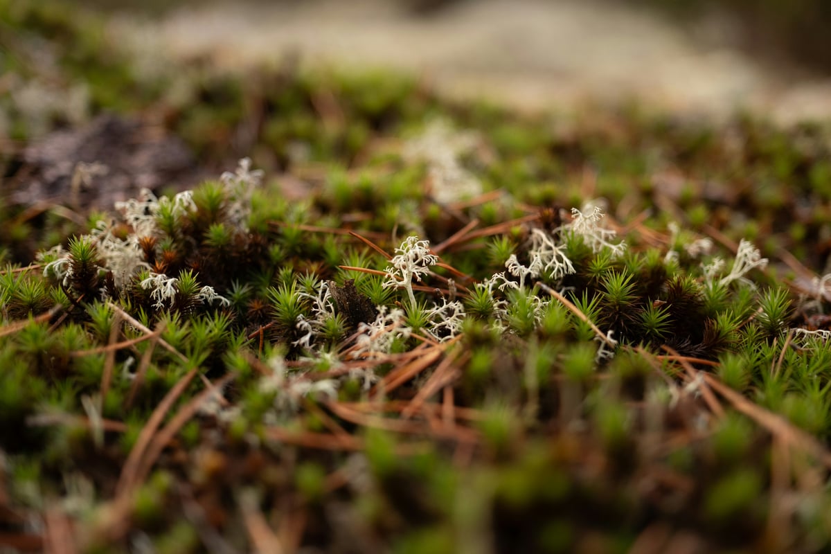 Miksi multimodaaliset käyttöliittymät ovat kiinnostavia juuri nyt?