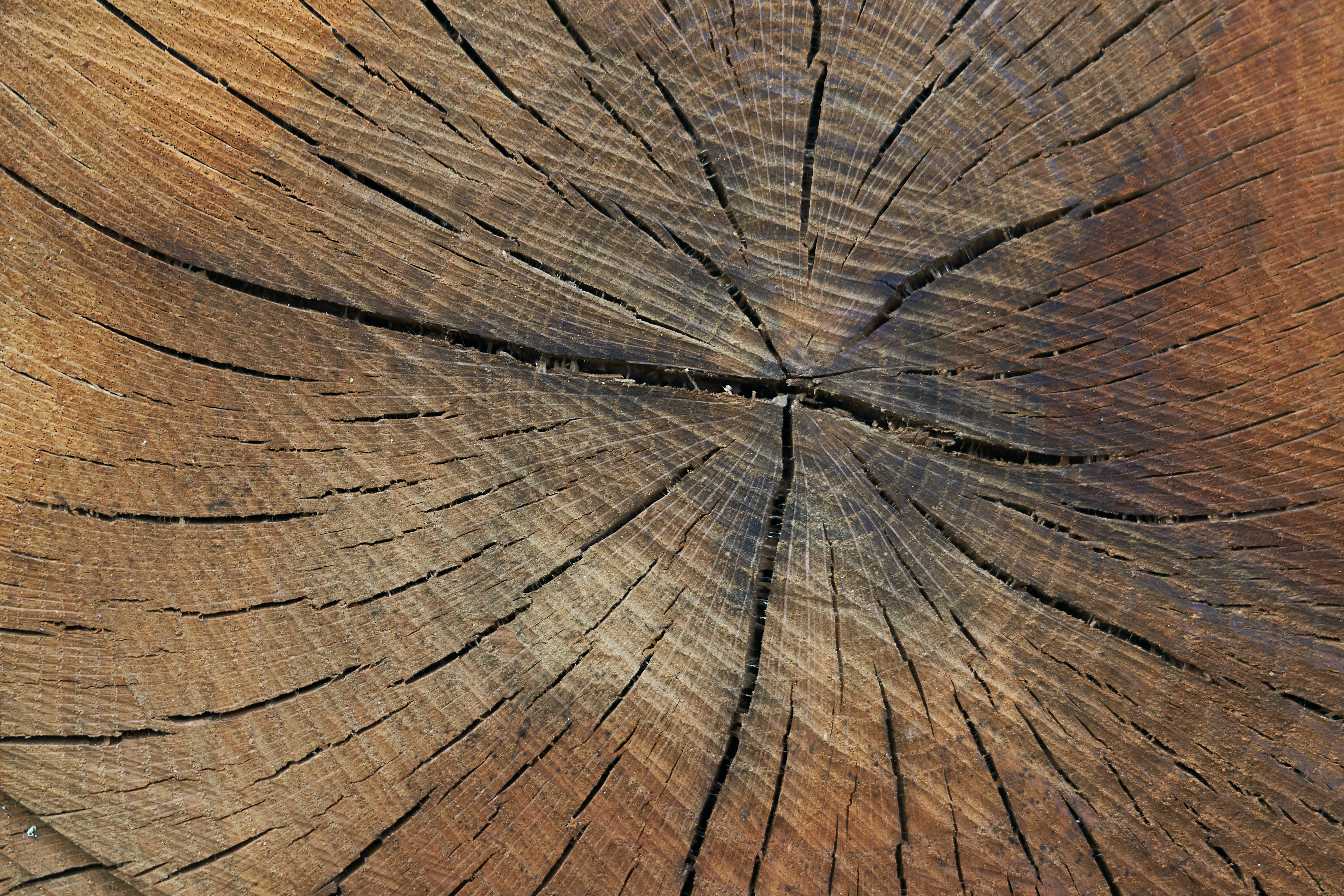 wolfgang-hasselmann-2f-EfR-mz4U-unsplash